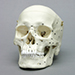Human Male European Skull with Calvarium Cut and Numbered
