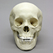 Human Adolescent Skull