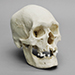 Human Male Polynesian Skull