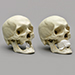 Human Human Skull for Facial Reconstruction