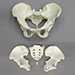 Articulated Modern Human Asian Male Pelvis
