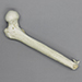 Human Femur with Remote Amputation