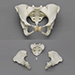 Female Pelvis with Pits of Parturition Articulated and Disarticulated