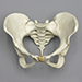 Human Female Pelvis Assembly