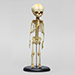 Human Fetal Skeleton