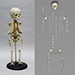 14 to 16-month-old Human Child Skeleton