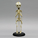 Flexible Human Fetal Skeleton