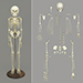 Human 6-year-old Child Skeleton