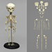 Human Fetal Skeleton Full Term 40 Weeks