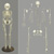 Human 6-year-old Child Skeleton
