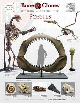 Fossils