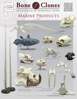 Marine Animals
