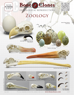 Zoology