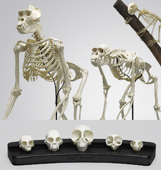 Catalog of Non Human Primates