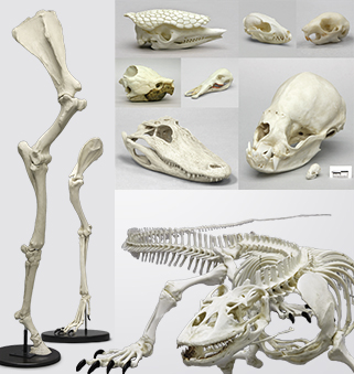 Zoology